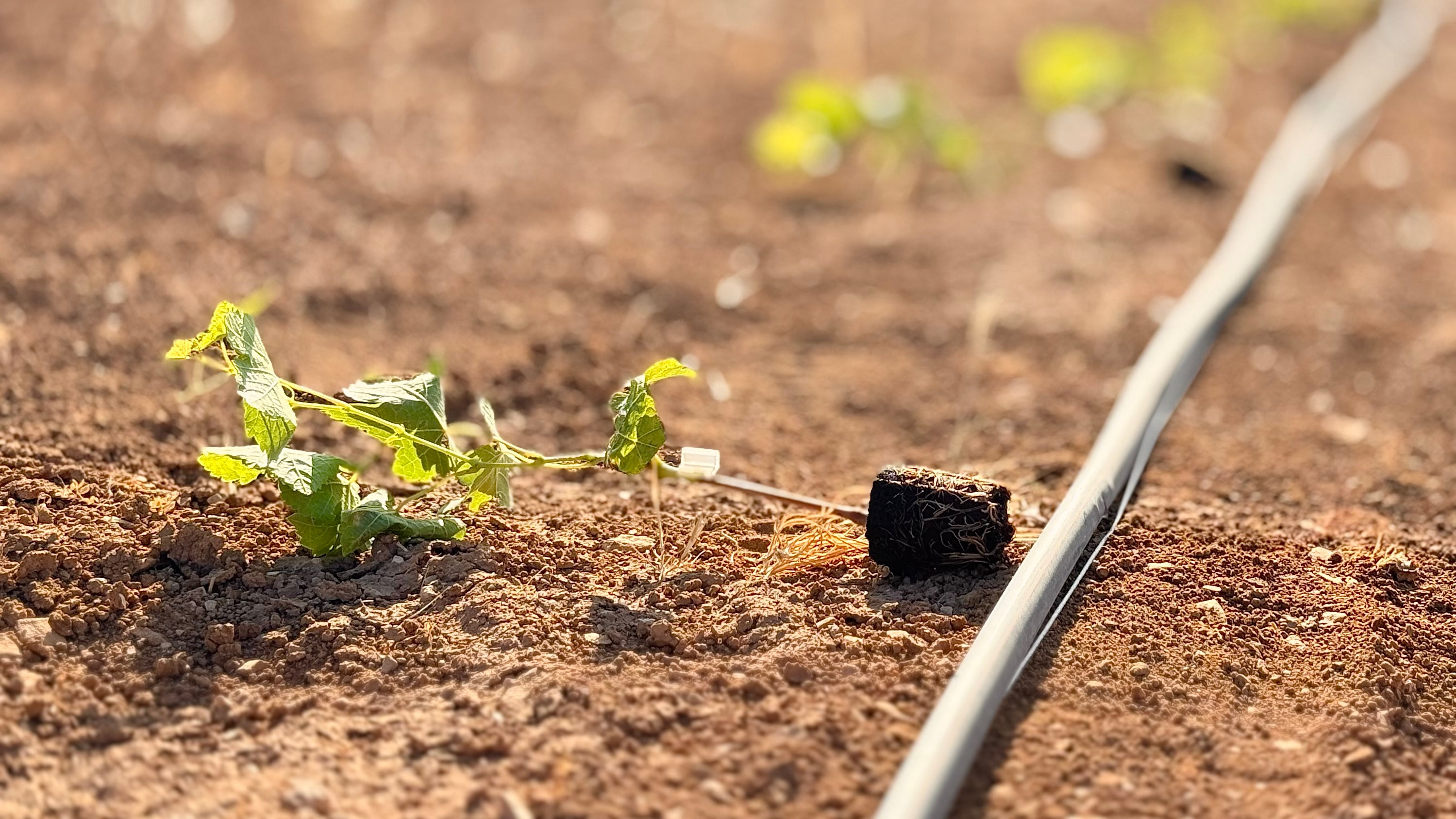 A tiny vine sprouting from the desert earth